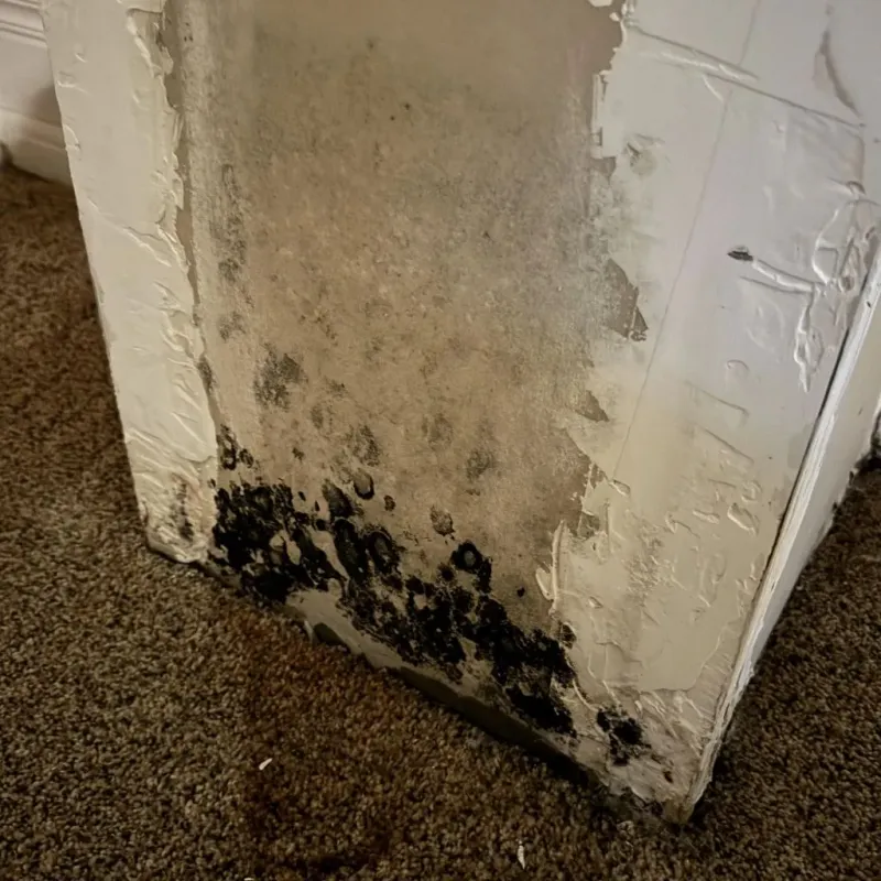 Professional Mold Removal in Leadwood, MO